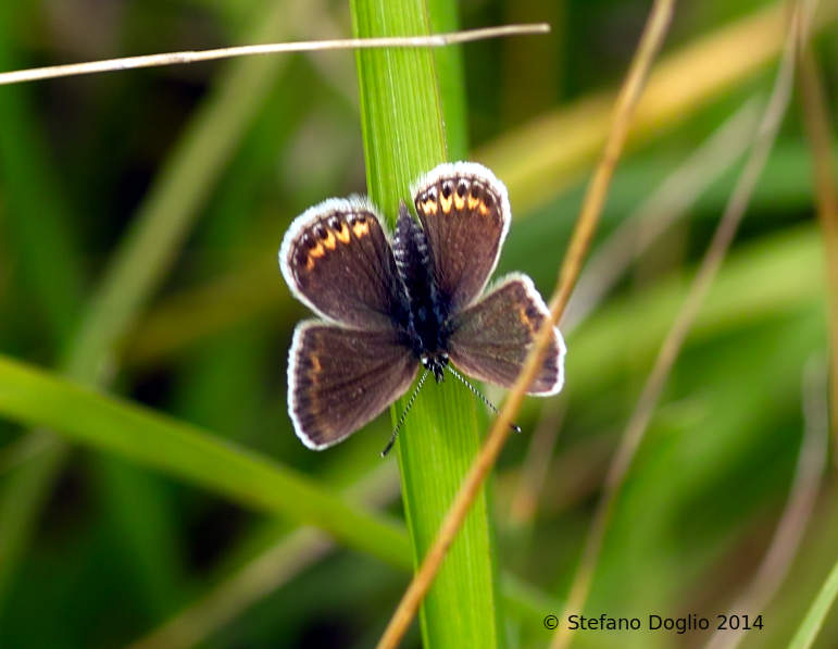 Polyommatus (Lysandra) coridon (da verificare)